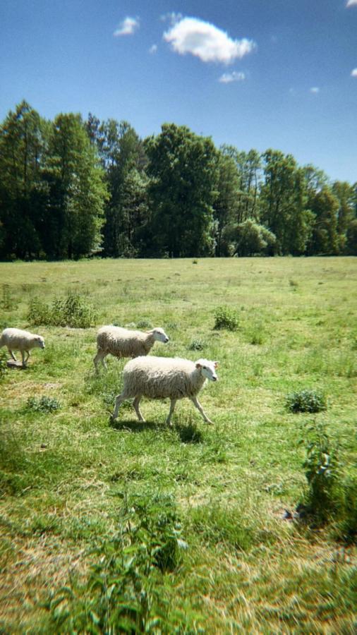 Domki Nad Pilica Krzetow Kültér fotó